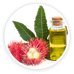 Ricinus Oil