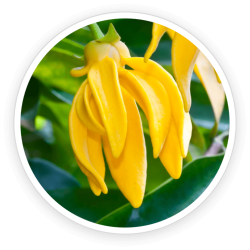 Ylang Ylang Essential Oil